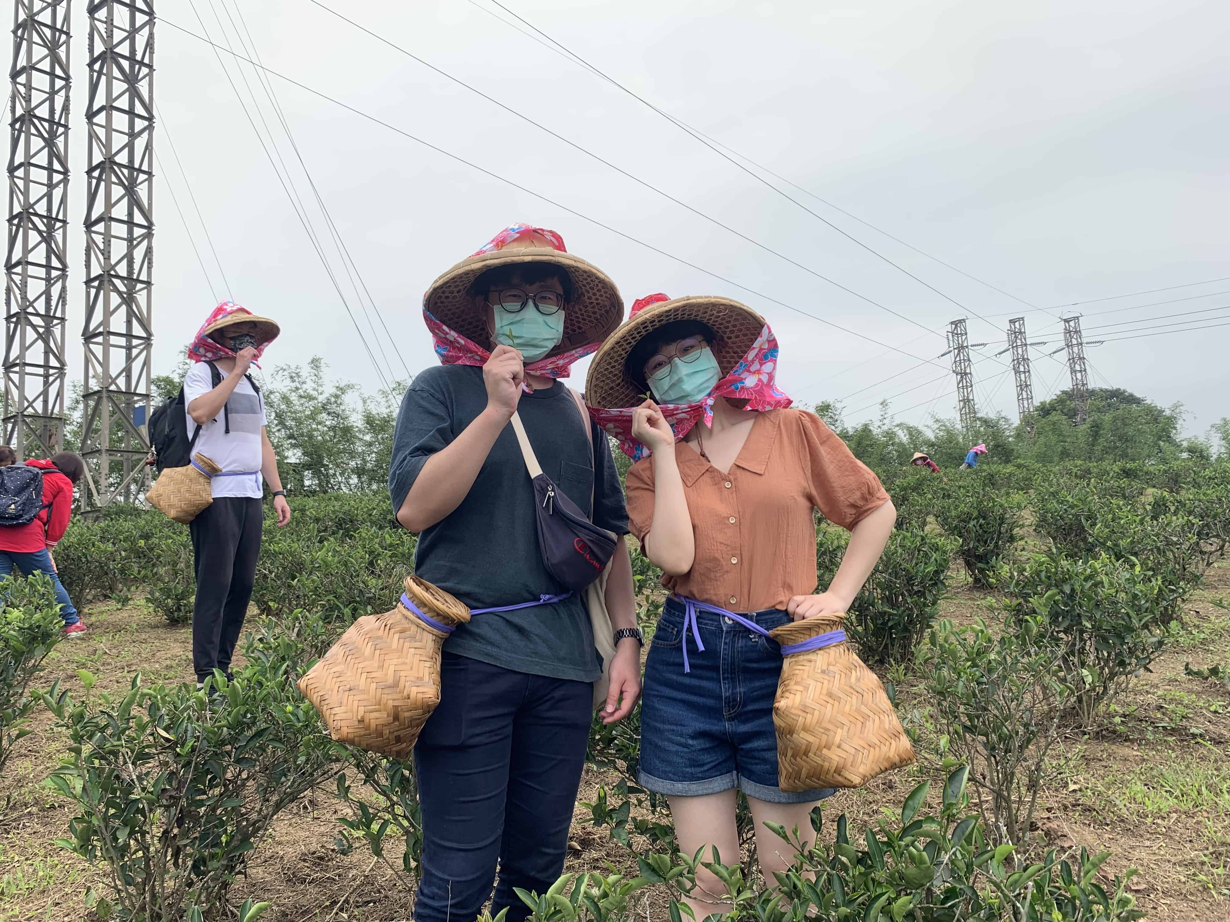 帶遊客到三峽茶園體驗