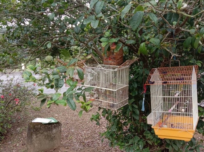 掛設在桂花樹下，吸引野生鳥類接近