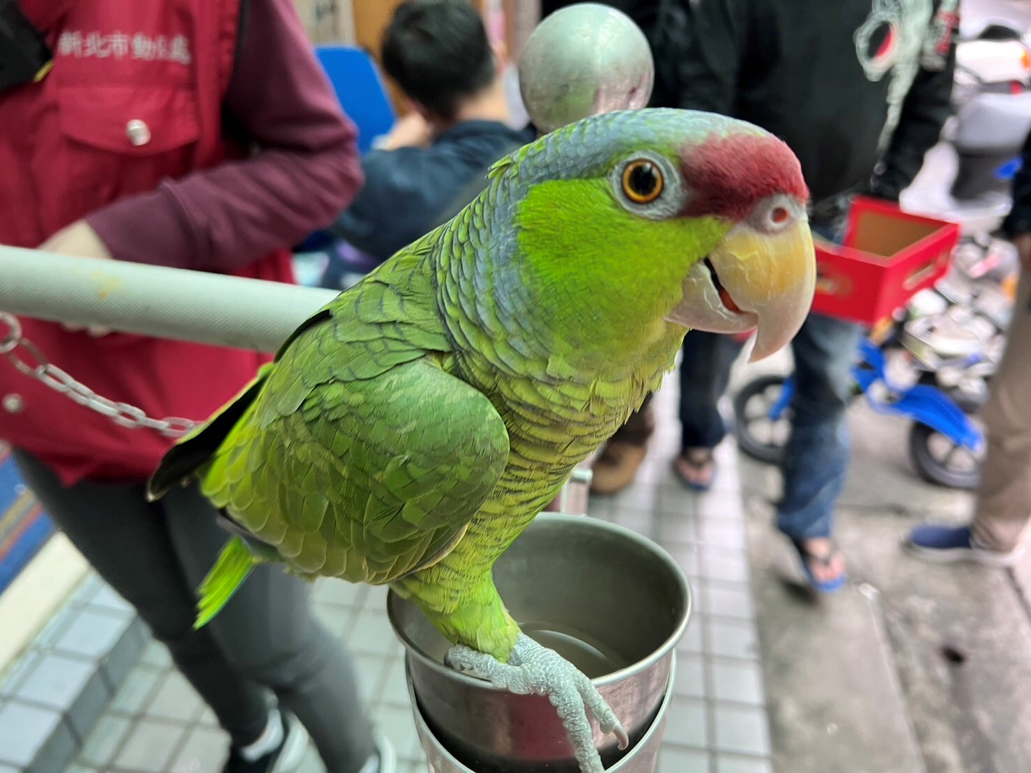 淡紫冠亞馬遜鸚鵡為一級保育類，沒有登記不能飼養