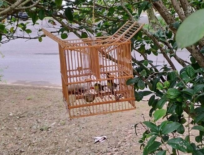 誘捕籠共分兩層，第二層關綠繡眼及水果吸引野鳥，只要野鳥足部踏在最上方機關，即馬上落入第一層的陷阱中