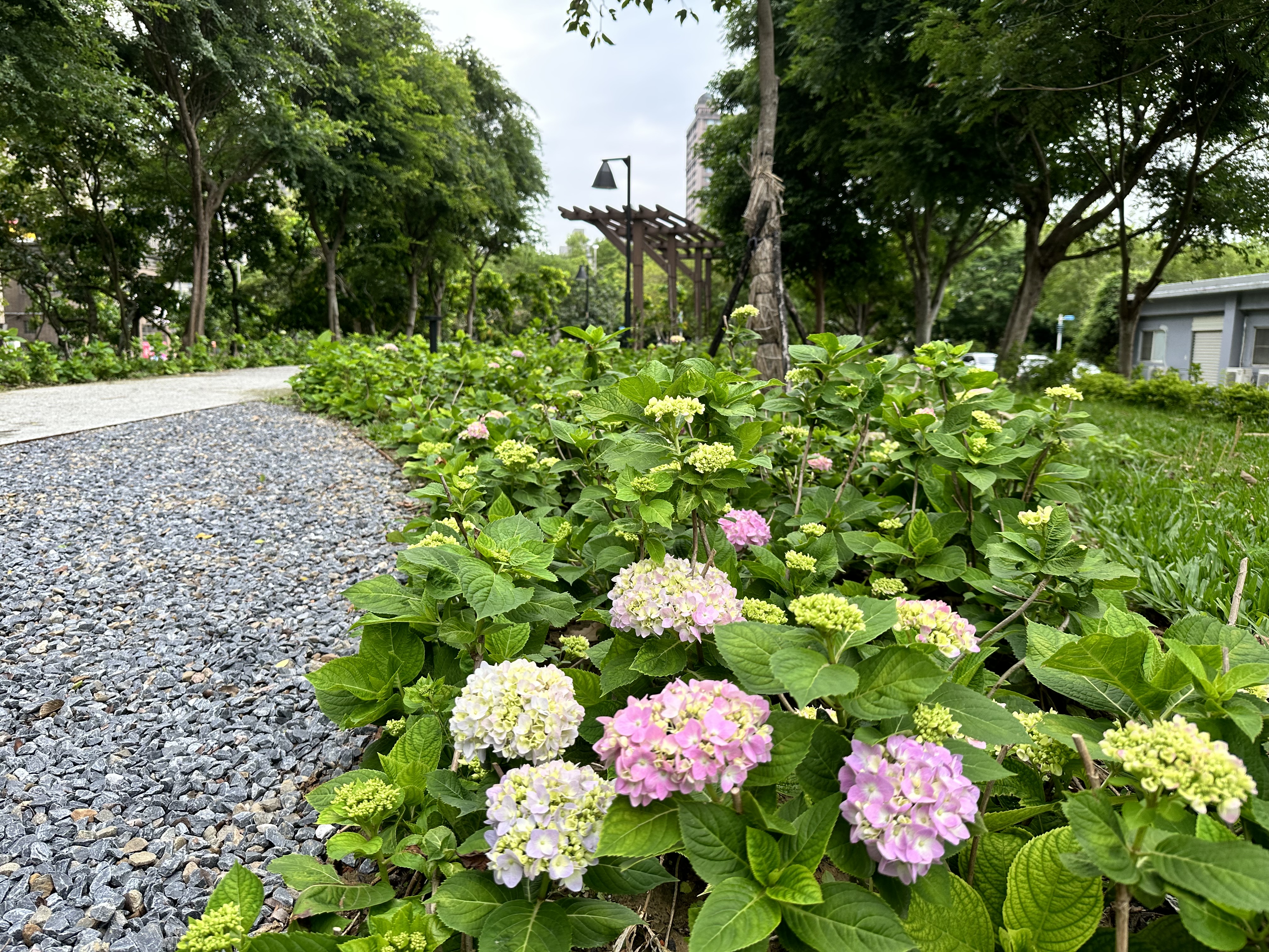 繡球花由一朵朵小花聚集而成，有團聚、圓滿的花語，歡迎大家一起來賞花