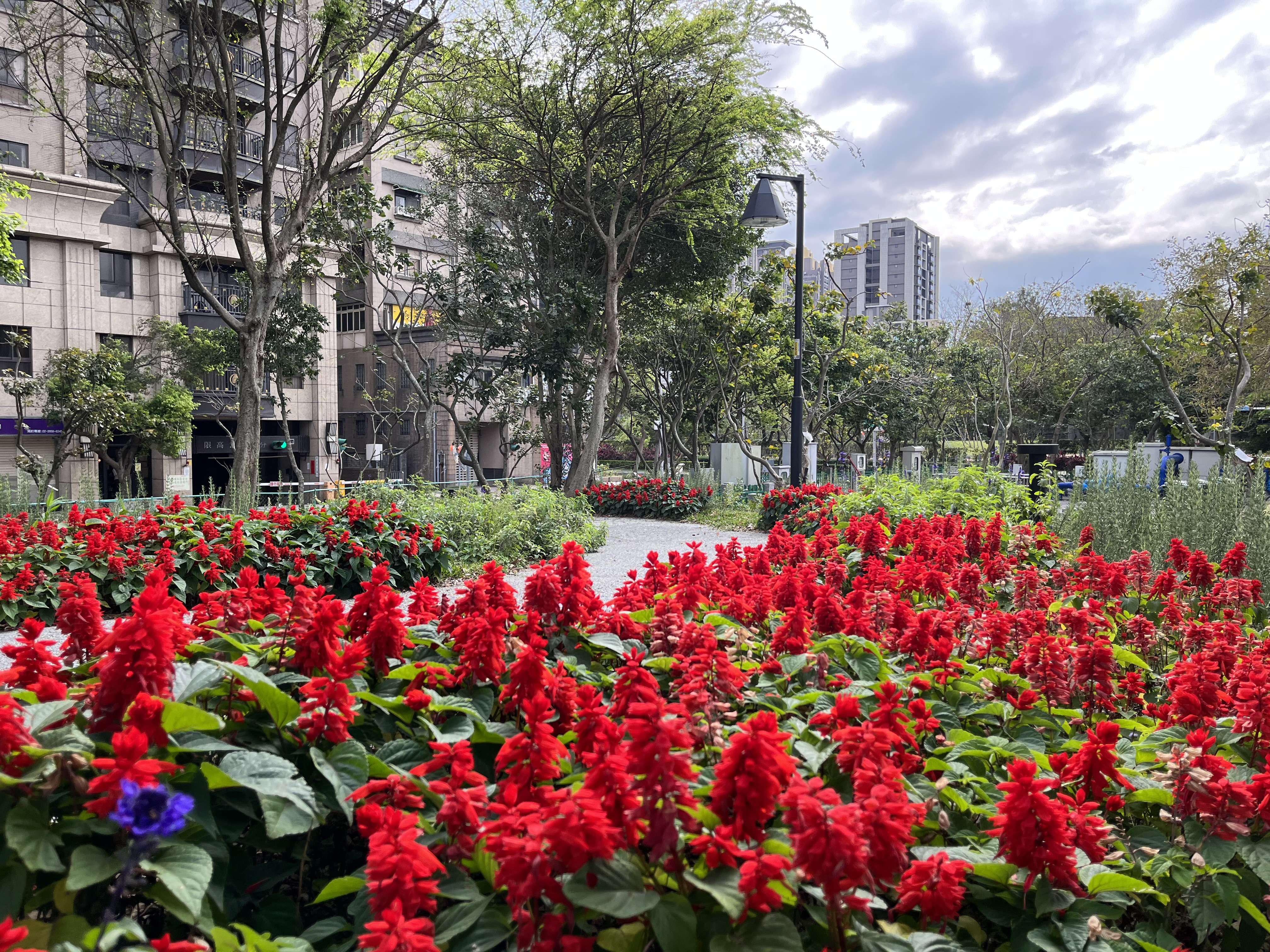 火熱鮮紅、葉色翠綠的一串紅，展現北大特區初夏之美