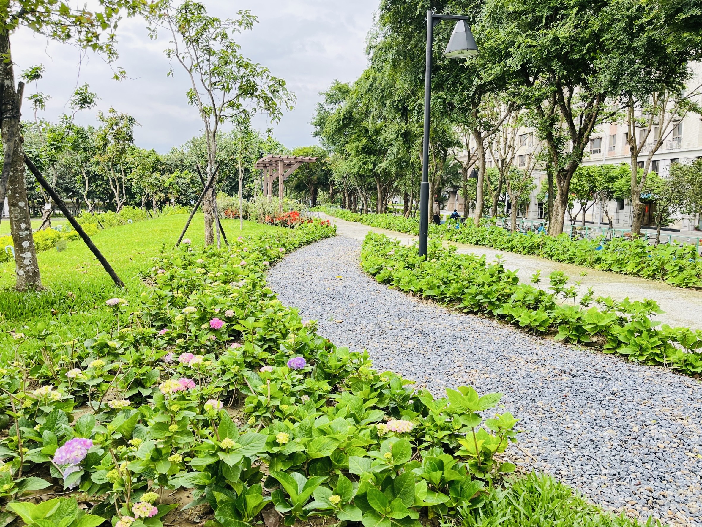 繡球花開啦！北大污水廠旁草花公園29日開放