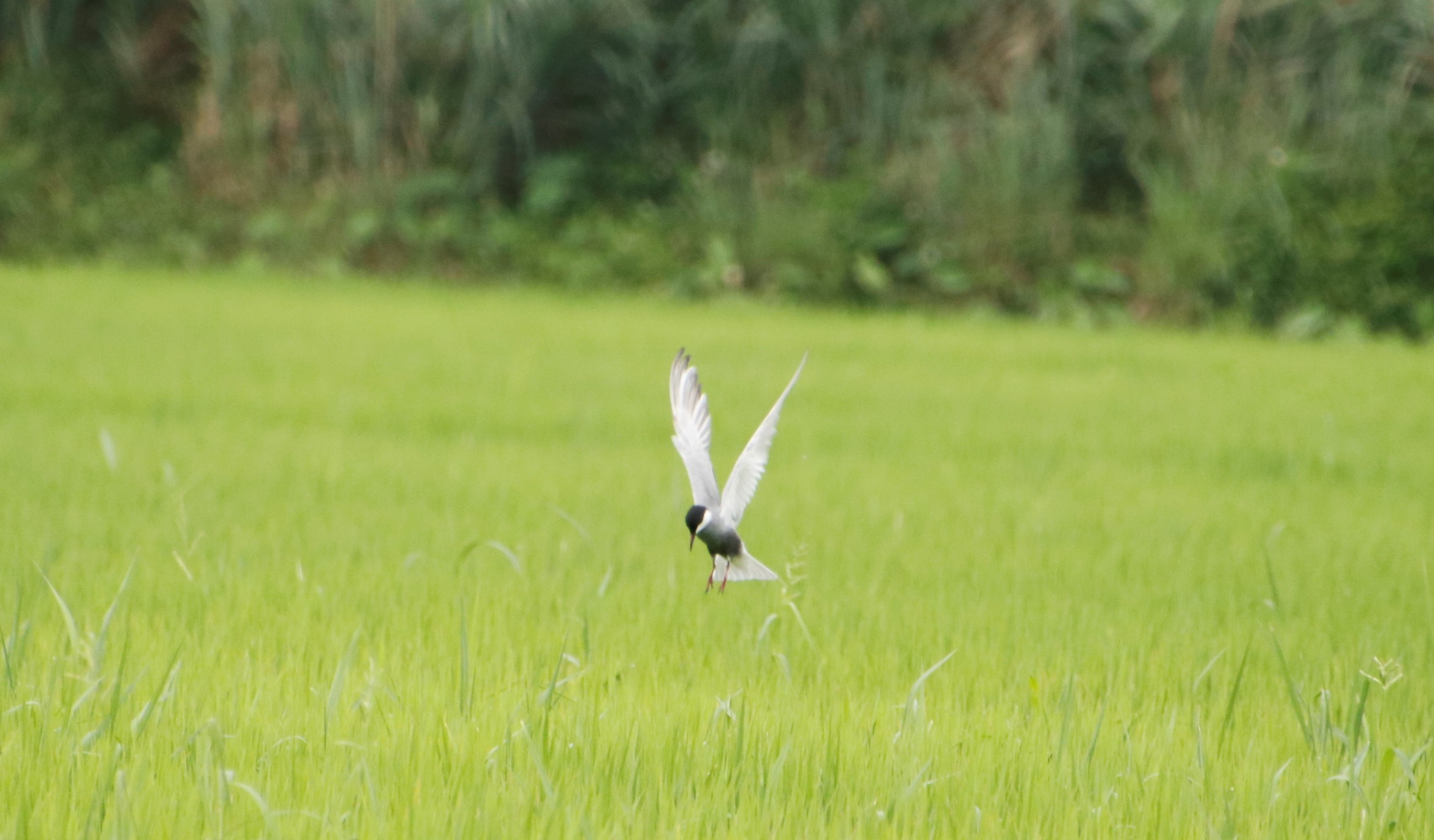 貢寮田寮洋地區紀錄到的鳥種高達354種，為全臺第一，圖為白翅黑雁鷗
