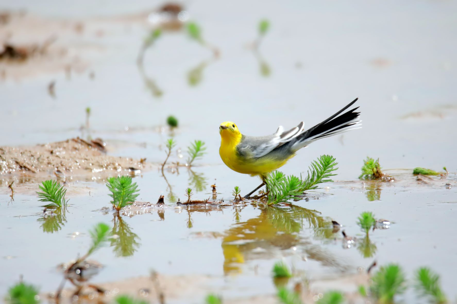 截至今年4月底，田寮洋已紀錄到354種鳥種，如黃頭黃鶺鴒(王林生拍攝提供)
