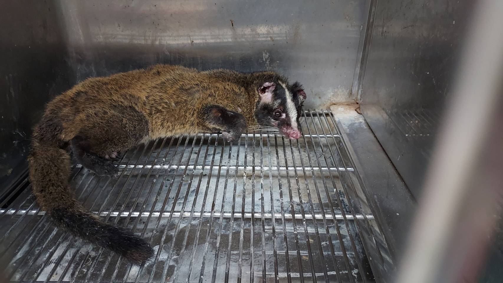 白鼻心為一般類野生動物，一般類野生動物非經主管機關同意仍不得任意捕捉、飼養，提醒民眾不可私自飼養或轉賣，以免觸及野生動物保育法規定