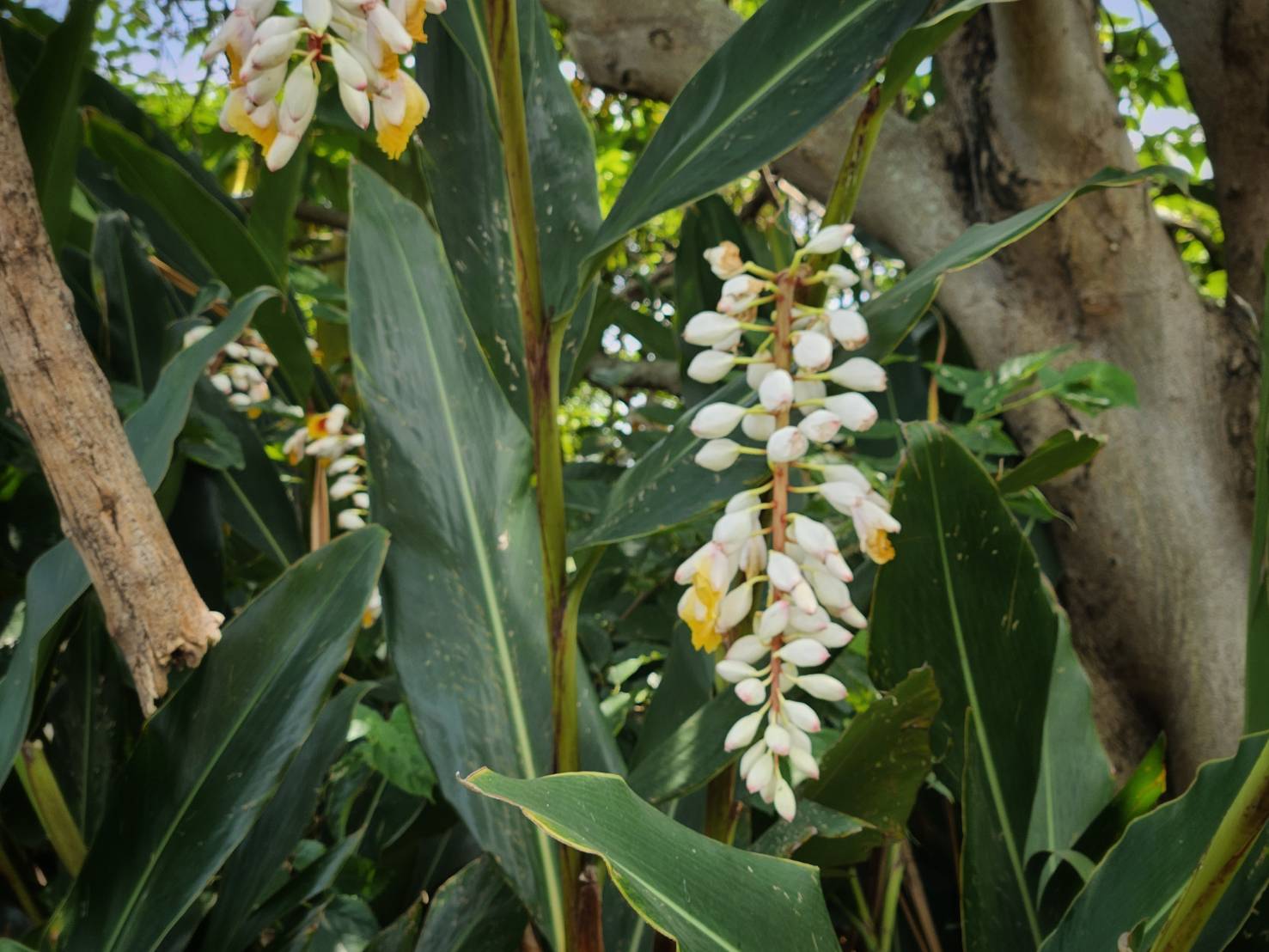 5月到6月底正是月桃花盛開的時候