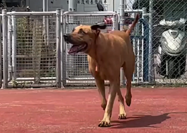 高山犬大寶需要空間活動