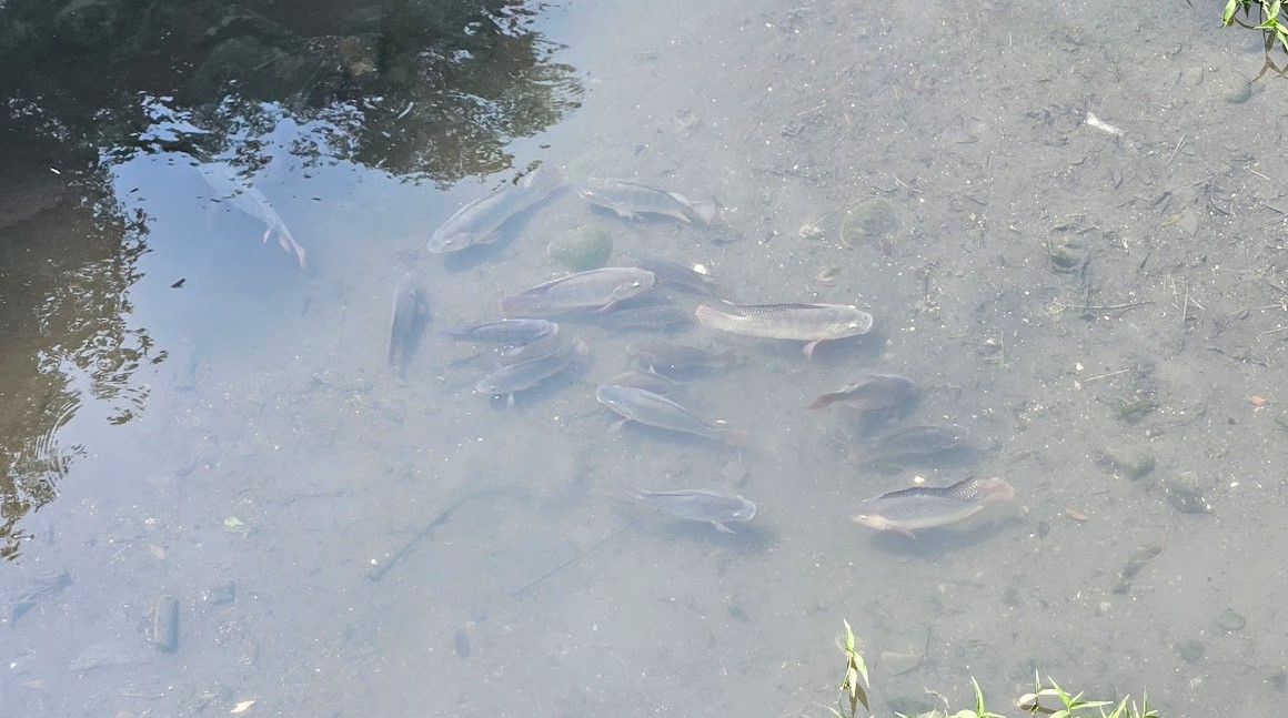 放流口可見魚群洄游，為水質清淨的指標