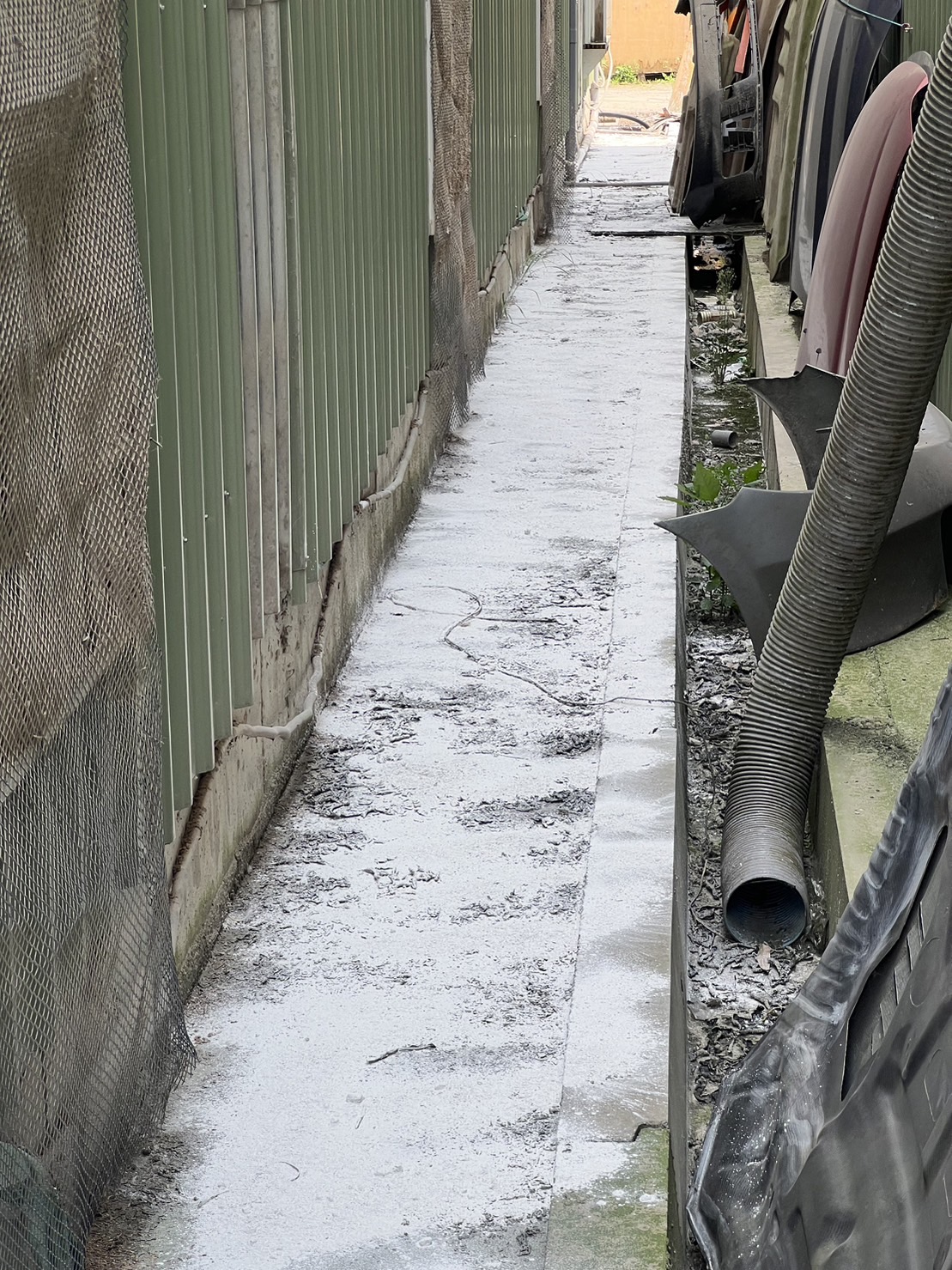 撒佈生石灰在禽場外圍與人員進出走道等防疫防線最弱的地方