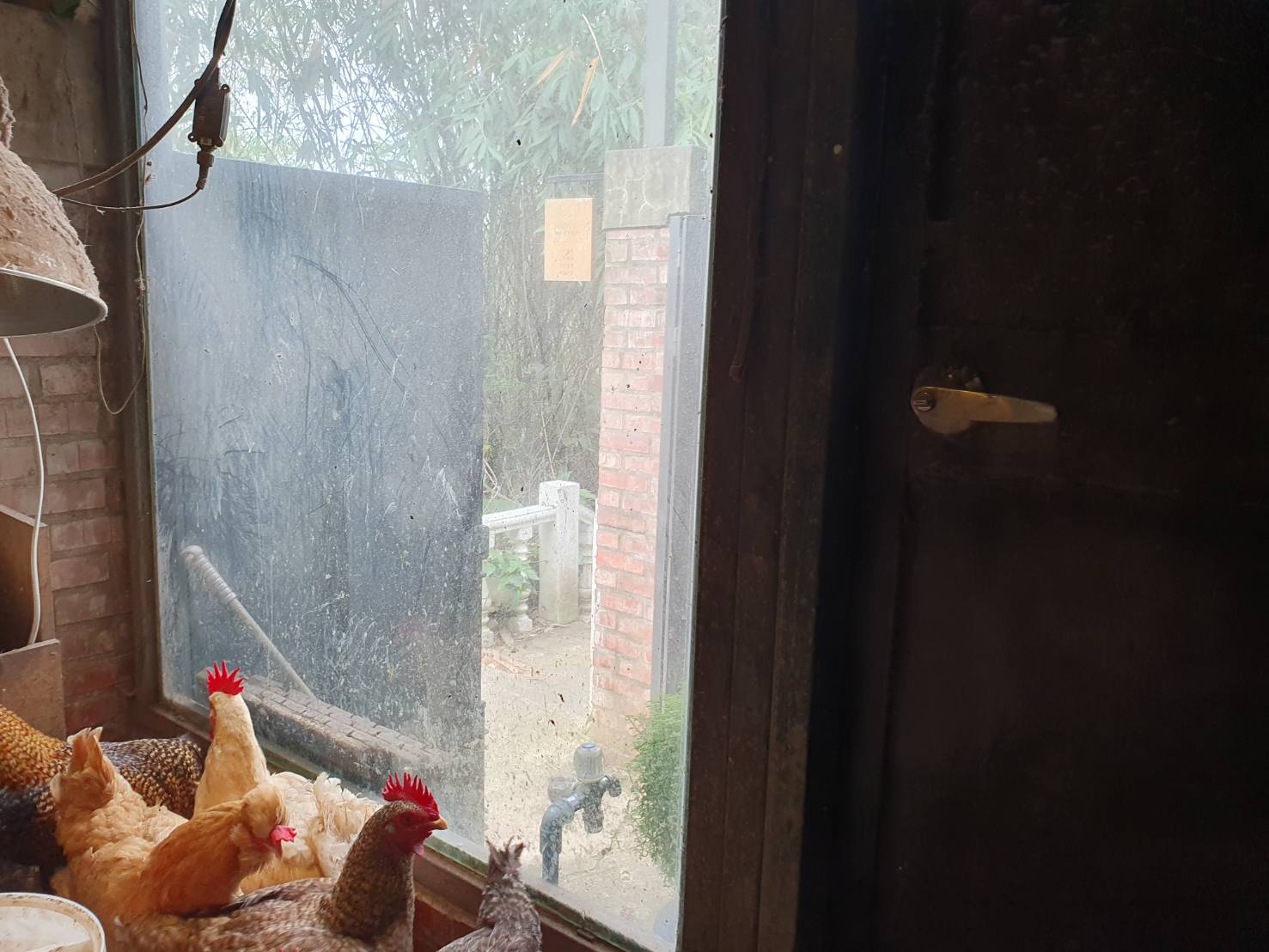 防鳥圍網仍舊不可少