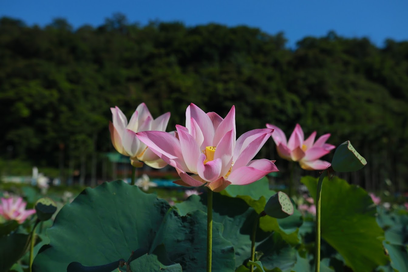 雙溪區荷花已經開始悄悄綻放，預計6月中最美，端午連假來雙溪上林里賞荷花正是時候