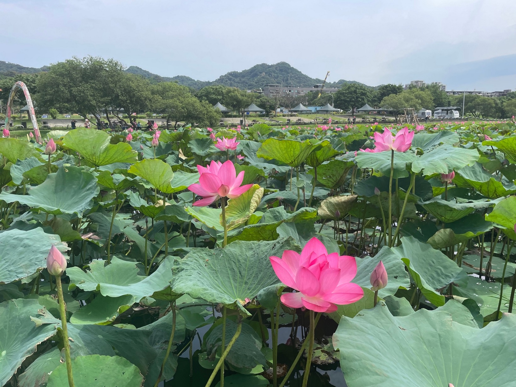 樹林區山佳荷花池位在樹林河濱公園露營區旁