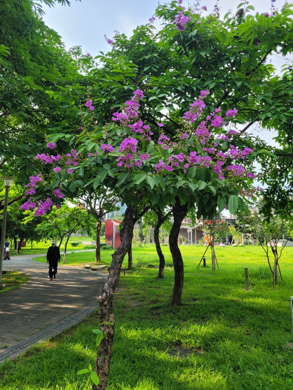 板橋音樂公園大花紫薇正值花季