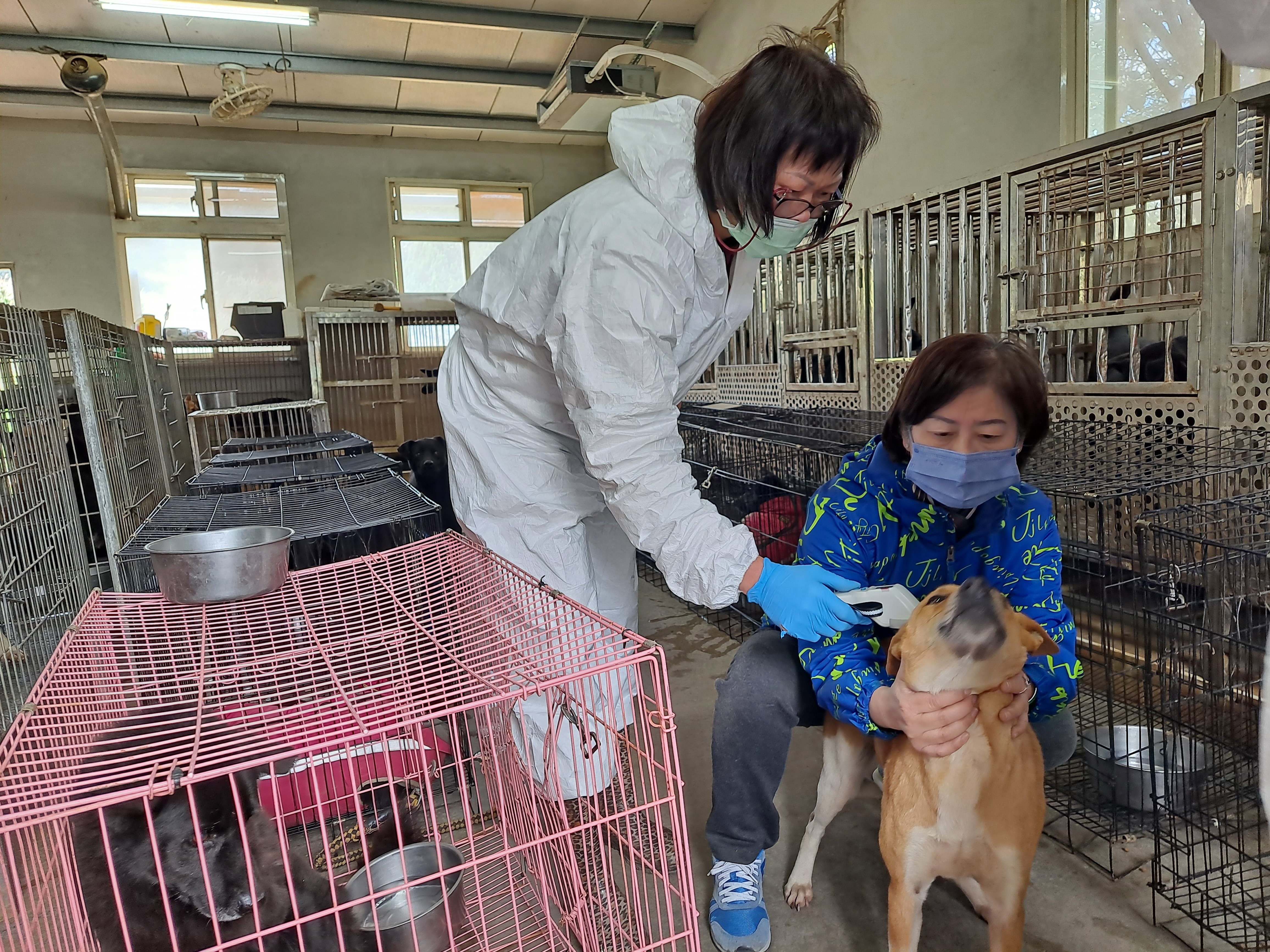 收容所人員協助犬隻保定情形