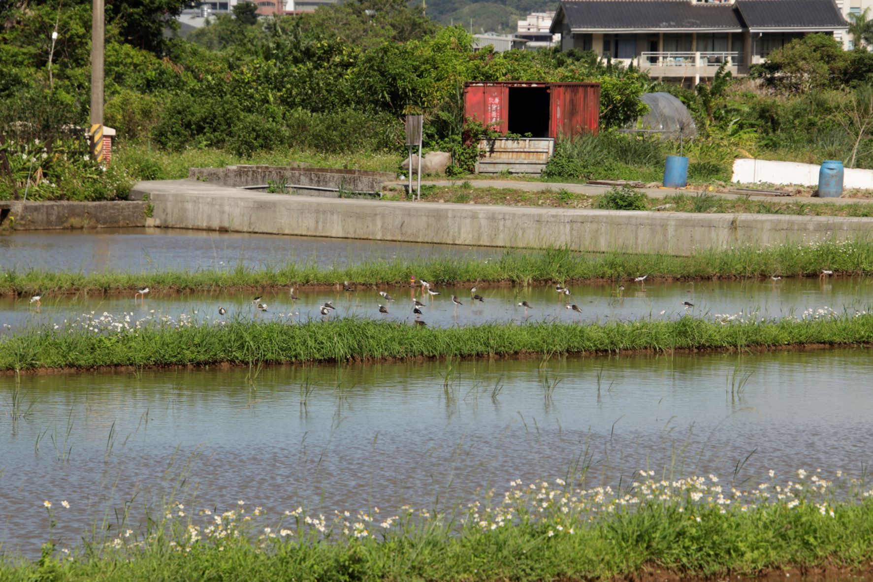 生態服務給付包含棲地維護、棲地營造及棲地成效等項目，每公頃最高可領7萬元「生態薪水」