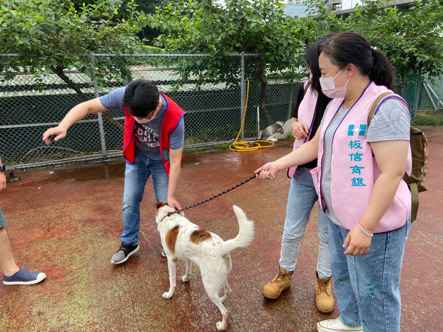 板信企業志工牽著流浪動物牛奶在園區散步