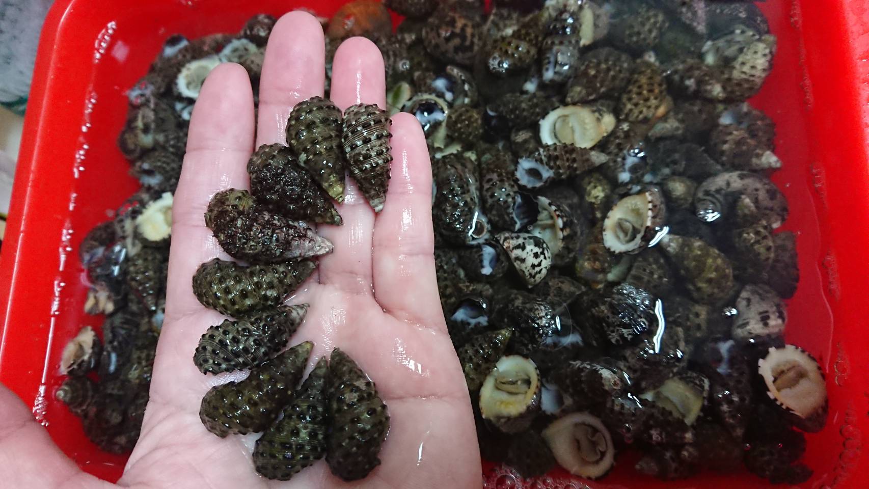 燒酒螺採集(3)