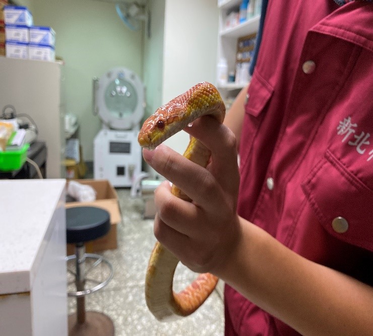 寵物蛇帶回動保處安置等待飼主領回