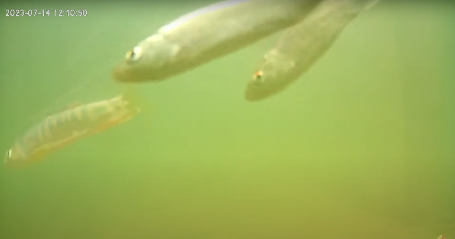 水下攝影機及捕捉到魚群通過魚道畫面