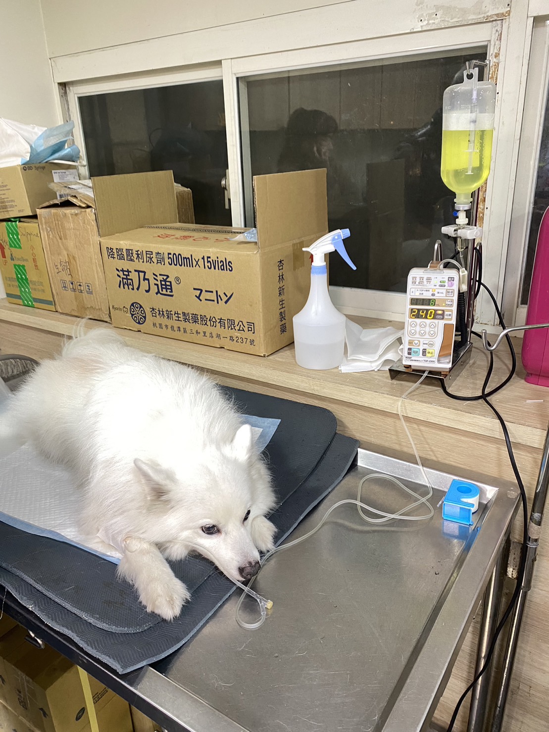 哈尼遭咬傷，食慾不振、活動力下降