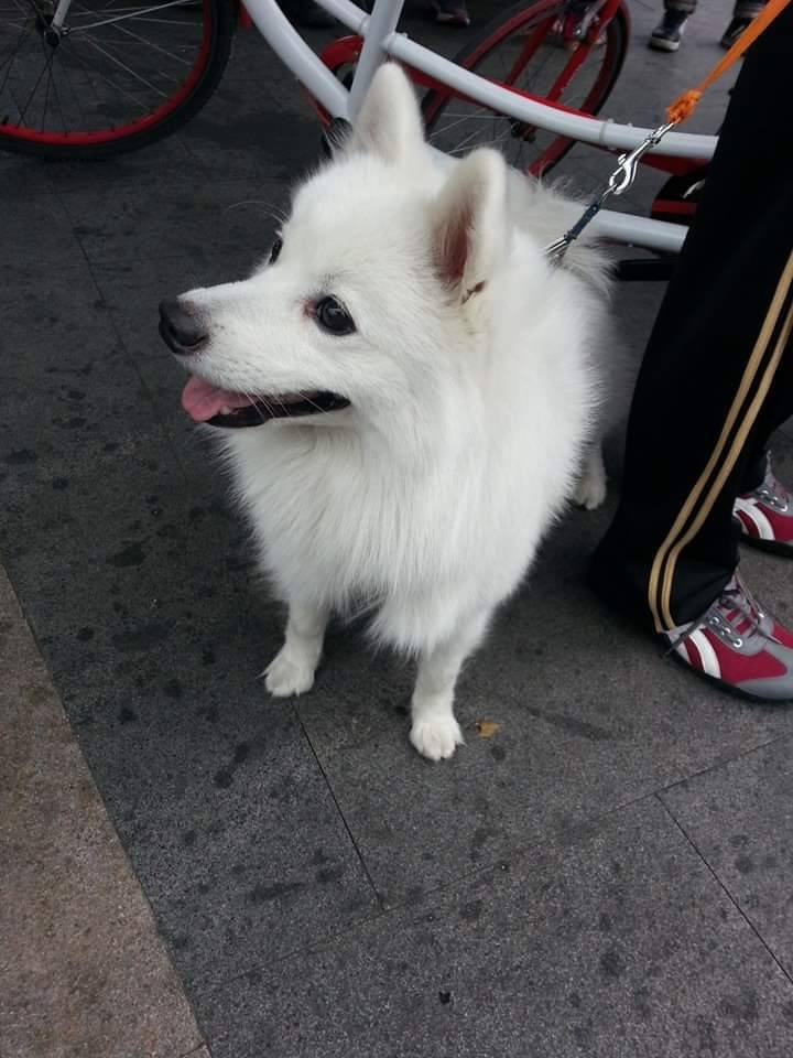哈尼平常很黏主人，形影不離地陪伴主人