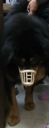 西藏獒犬外出應繫繩及戴嘴套