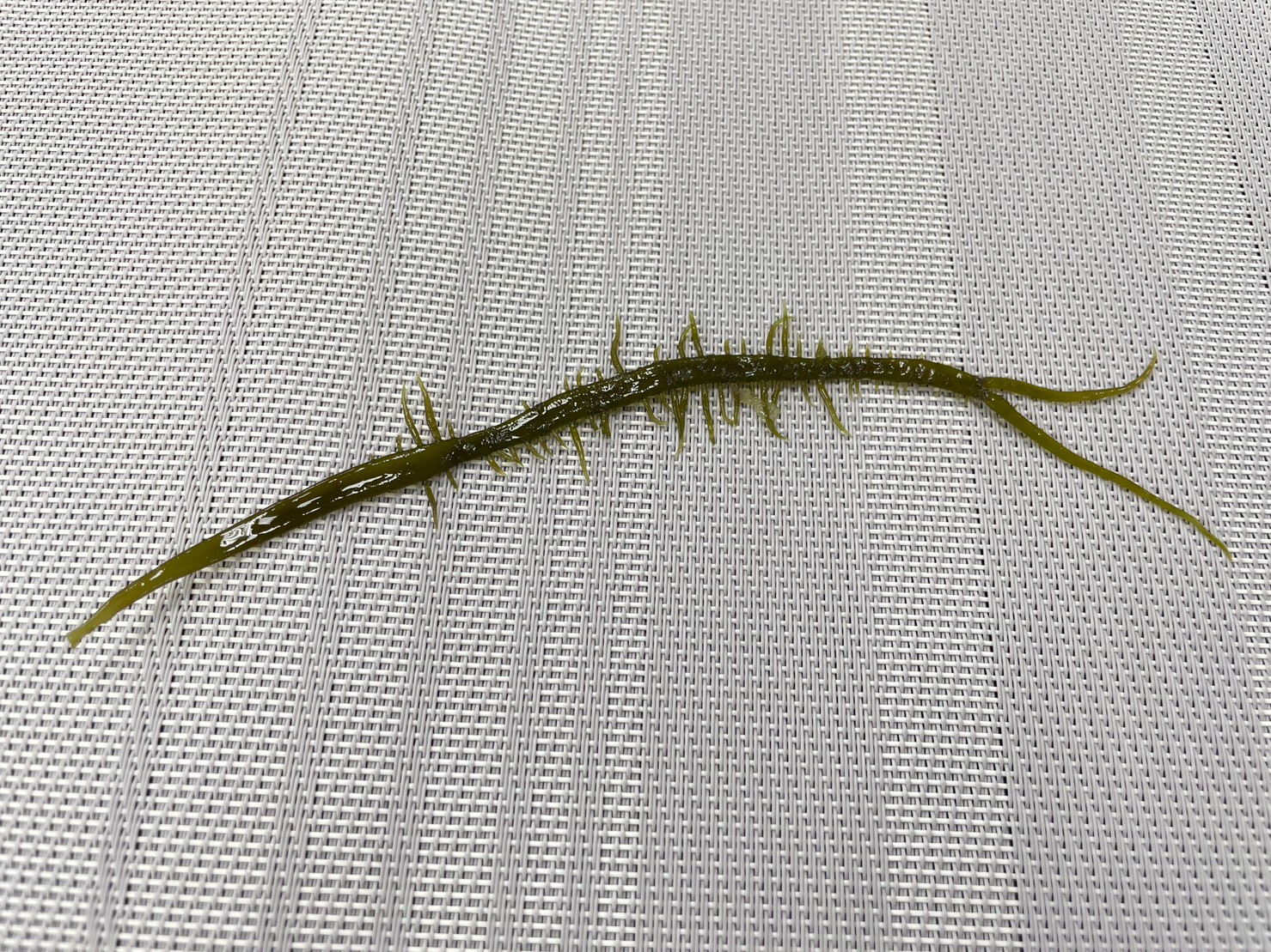 長的很像蜈蚣的「黃氏葉膜藻」(俗稱海大麵)，已川燙