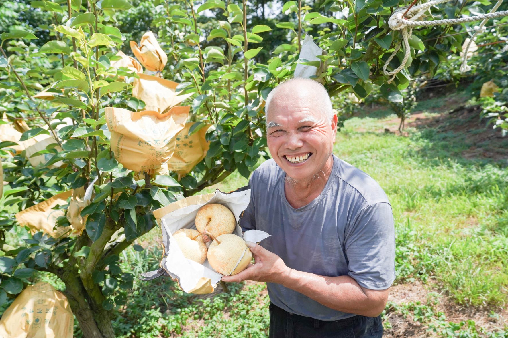 現年68歲的李全益14年前為照顧父親決定返鄉種植果樹，而正式開啟種植水梨的生活