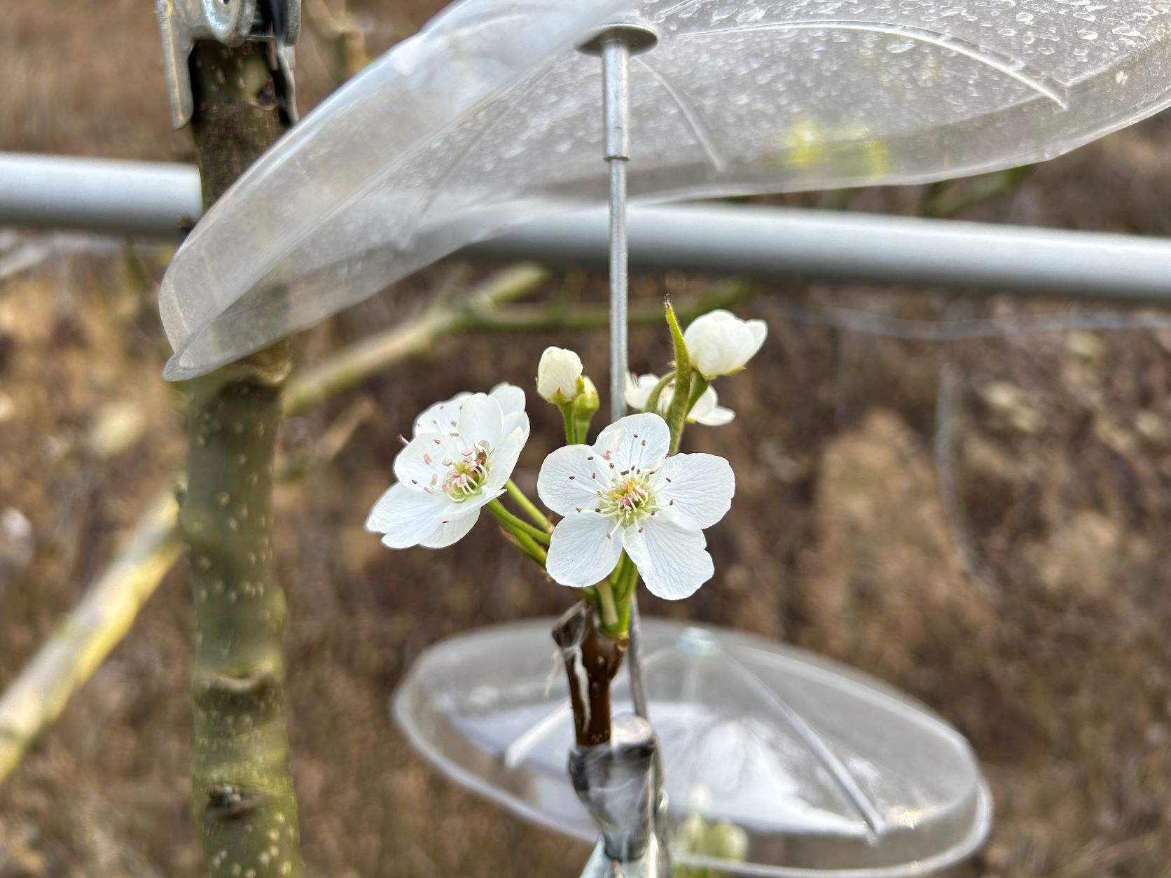 需要幫每朵梨花撐起小雨傘，防止降雨影響梨花授粉