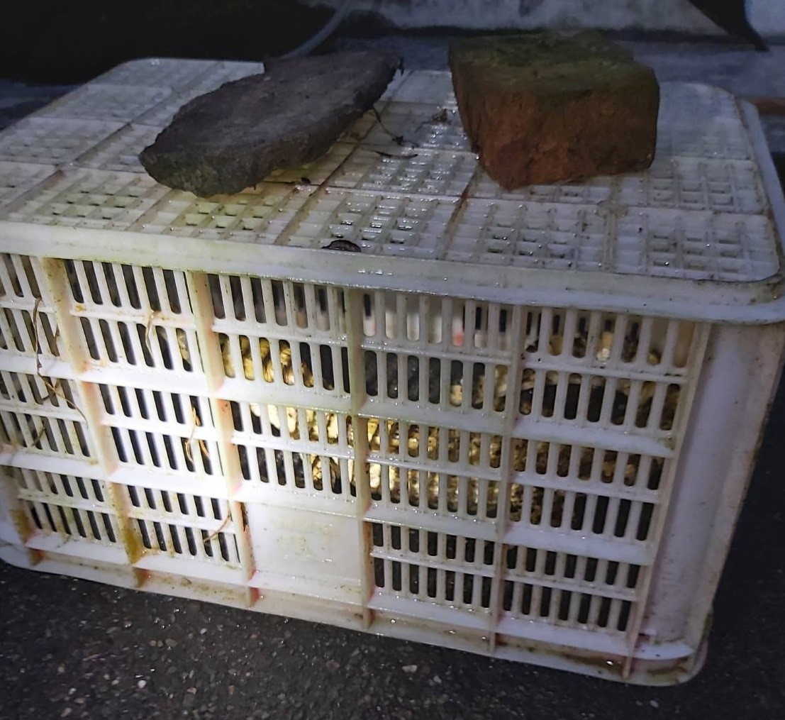 現場民眾以重物壓住關住鱷魚的籃子