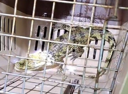 鱷魚因受到驚嚇而張嘴威嚇