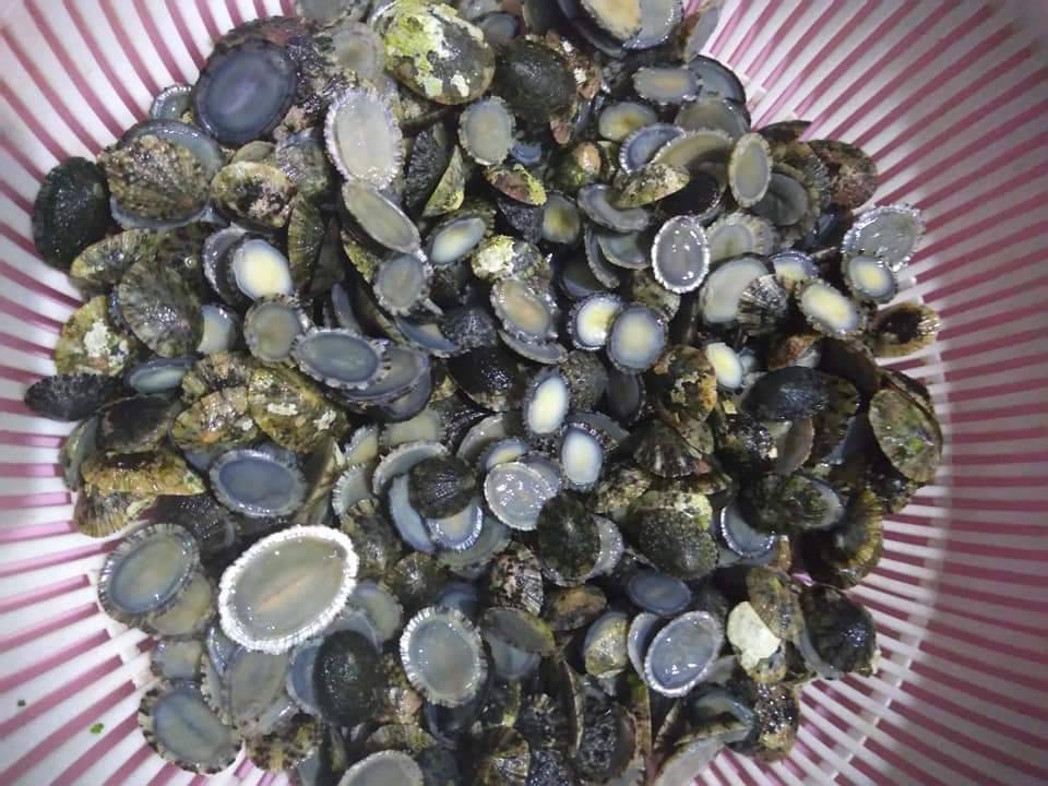 採集回來的笠螺