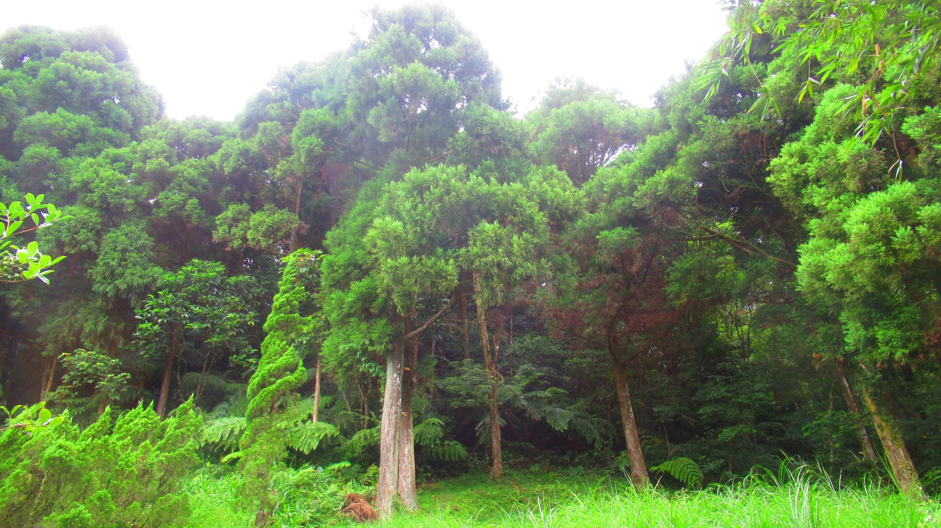 造林苗木自今(15)日開始受理申請，可向土地所在地之區公所申請免費苗木