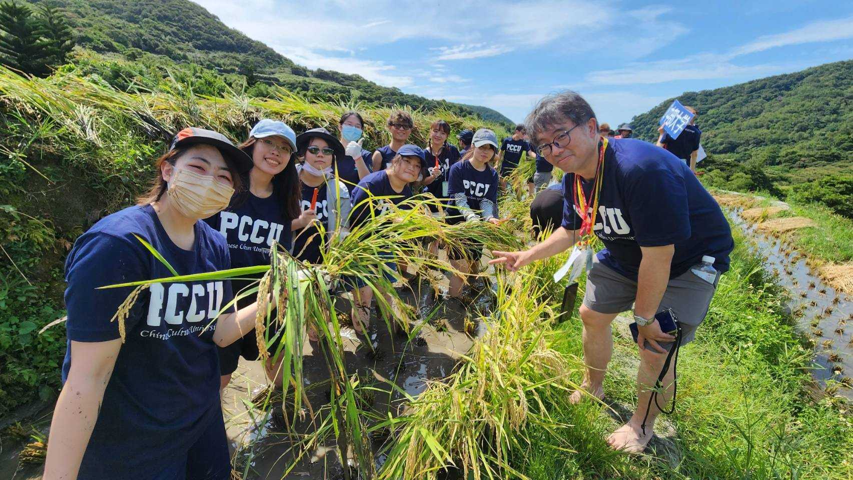 大學師生一同走出教室，走進石門嵩山百年梯田，體驗收割千歲米。