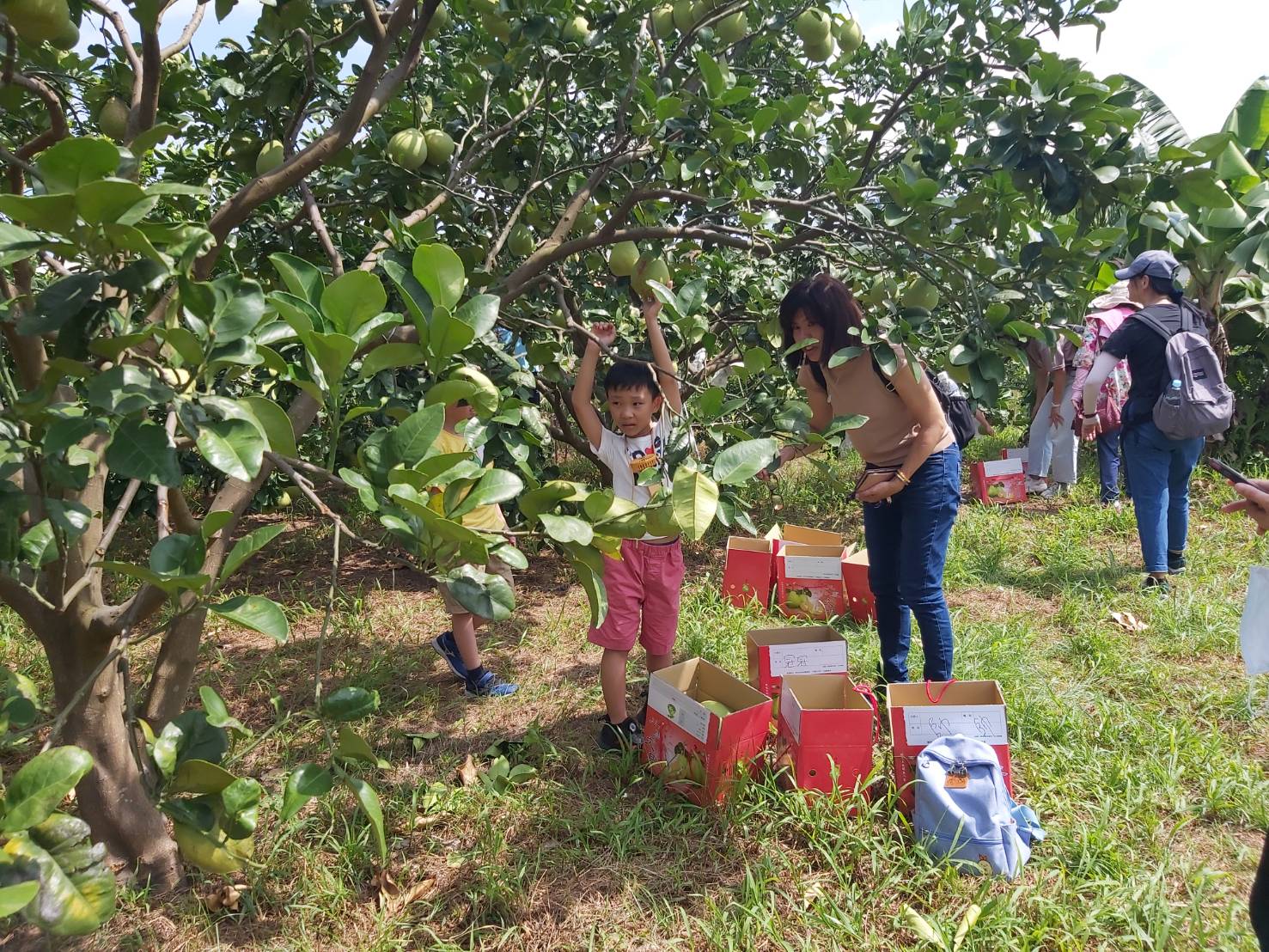 戴承志及戴承哲兄弟於八里區經營採果體驗農園，歡迎全家大小一起走進果園親手採摘時令最新鮮的柚子