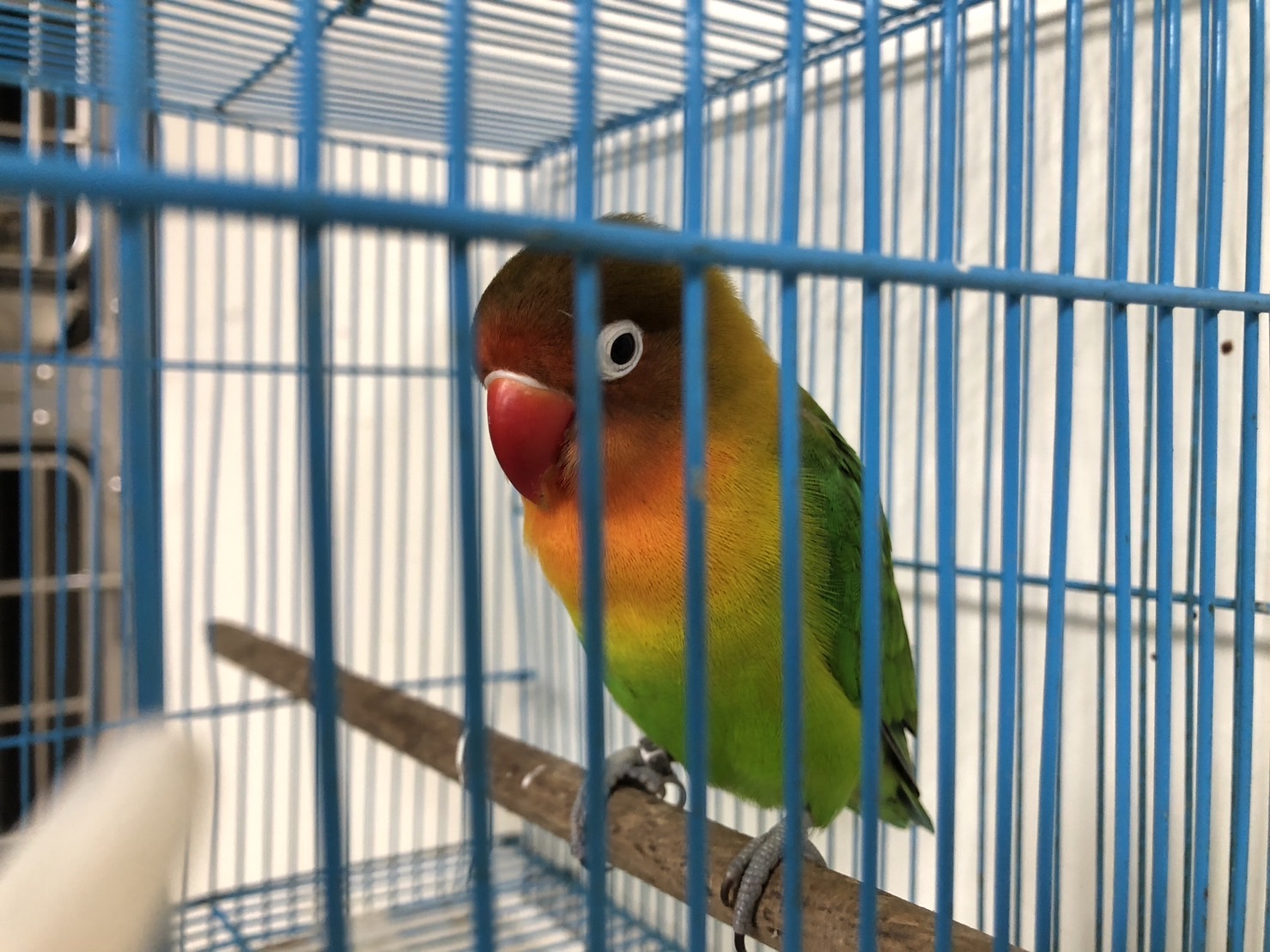 寵物鳥於公告期內將暫時安置於動保處內