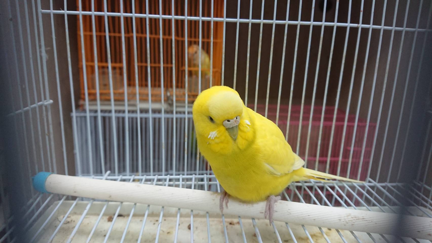 虎皮鸚鵡屬於小型鸚鵡，是常見的寵物鳥