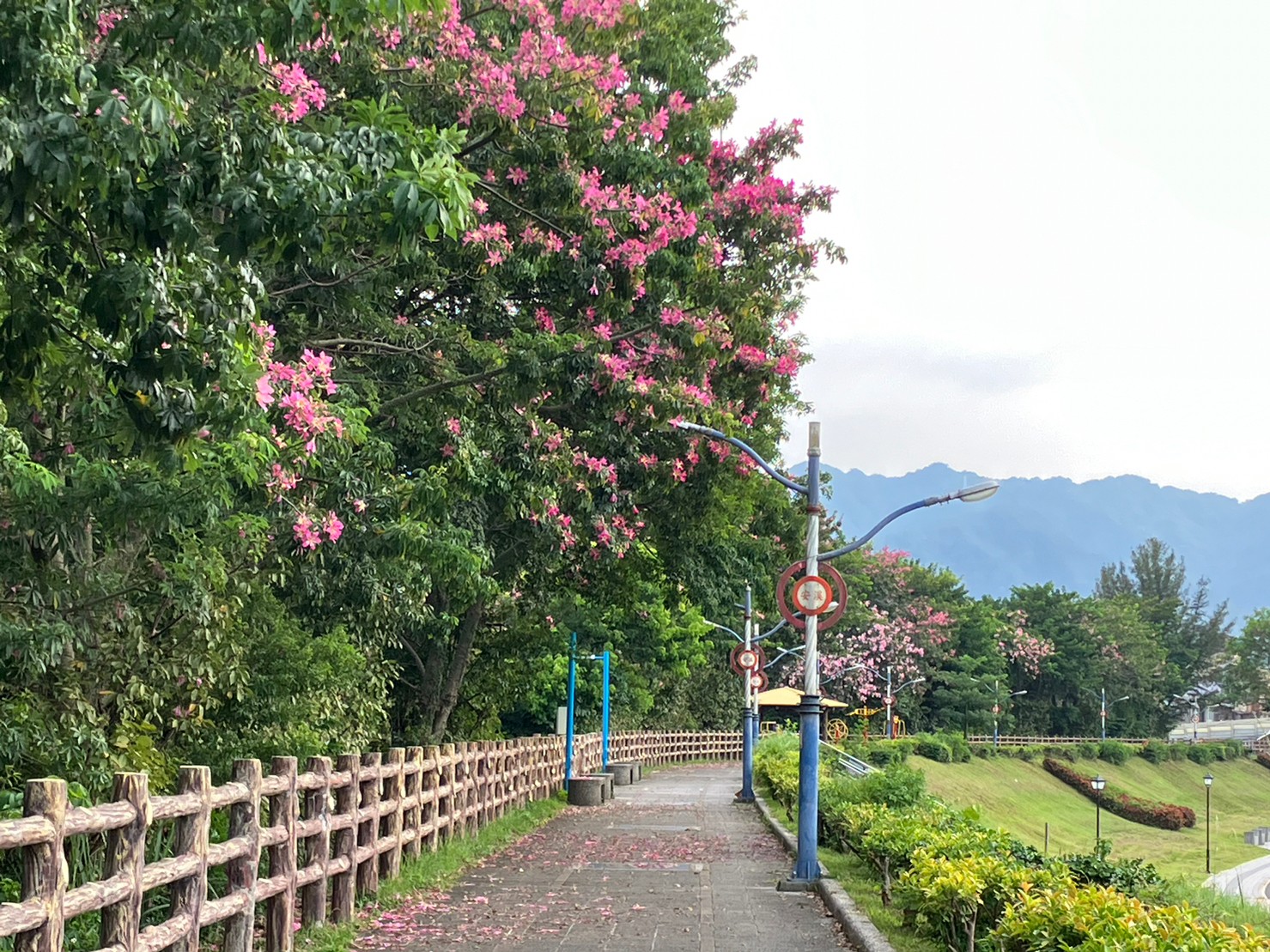 新北市街頭常見的行道樹美人樹，夏秋交替之際或入秋以後，枝頭開滿桃紅色的花，為換季拉開序幕。圖為三峽安溪翠堤的美人樹