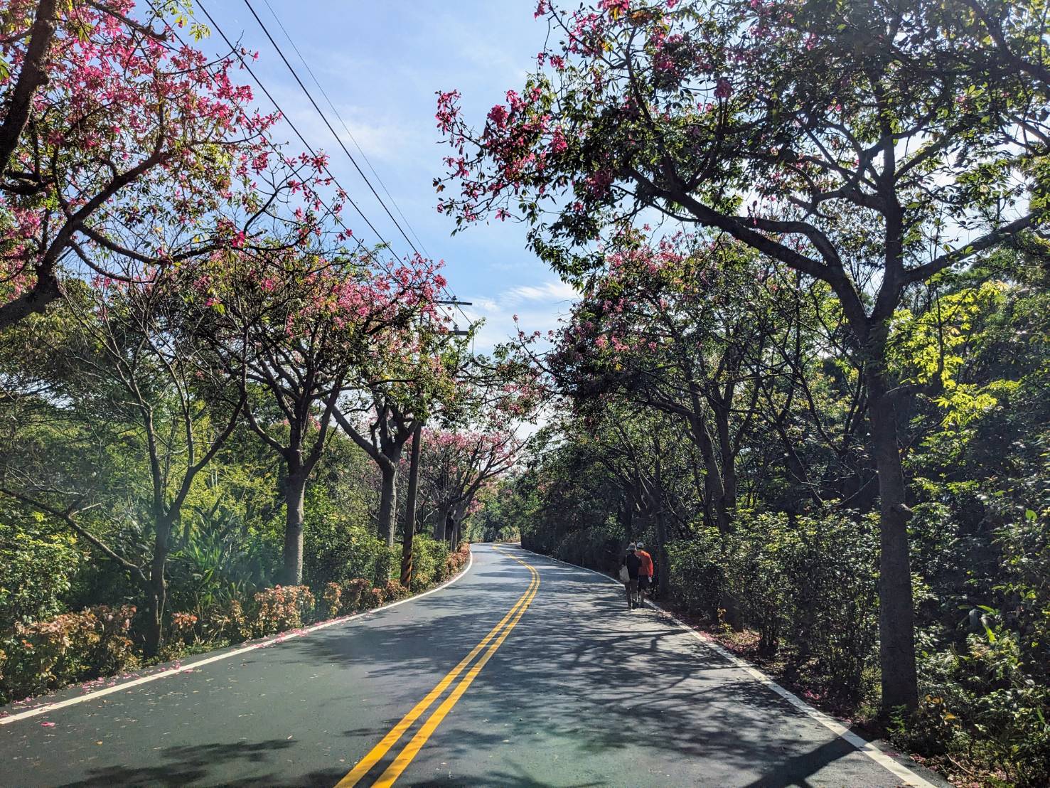 位於新北市淡水區奎柔山路，是連結淡水區義山及三芝區北新庄的一條鄉道，是淡水知名的美人樹大道，漫步其中好不愜意