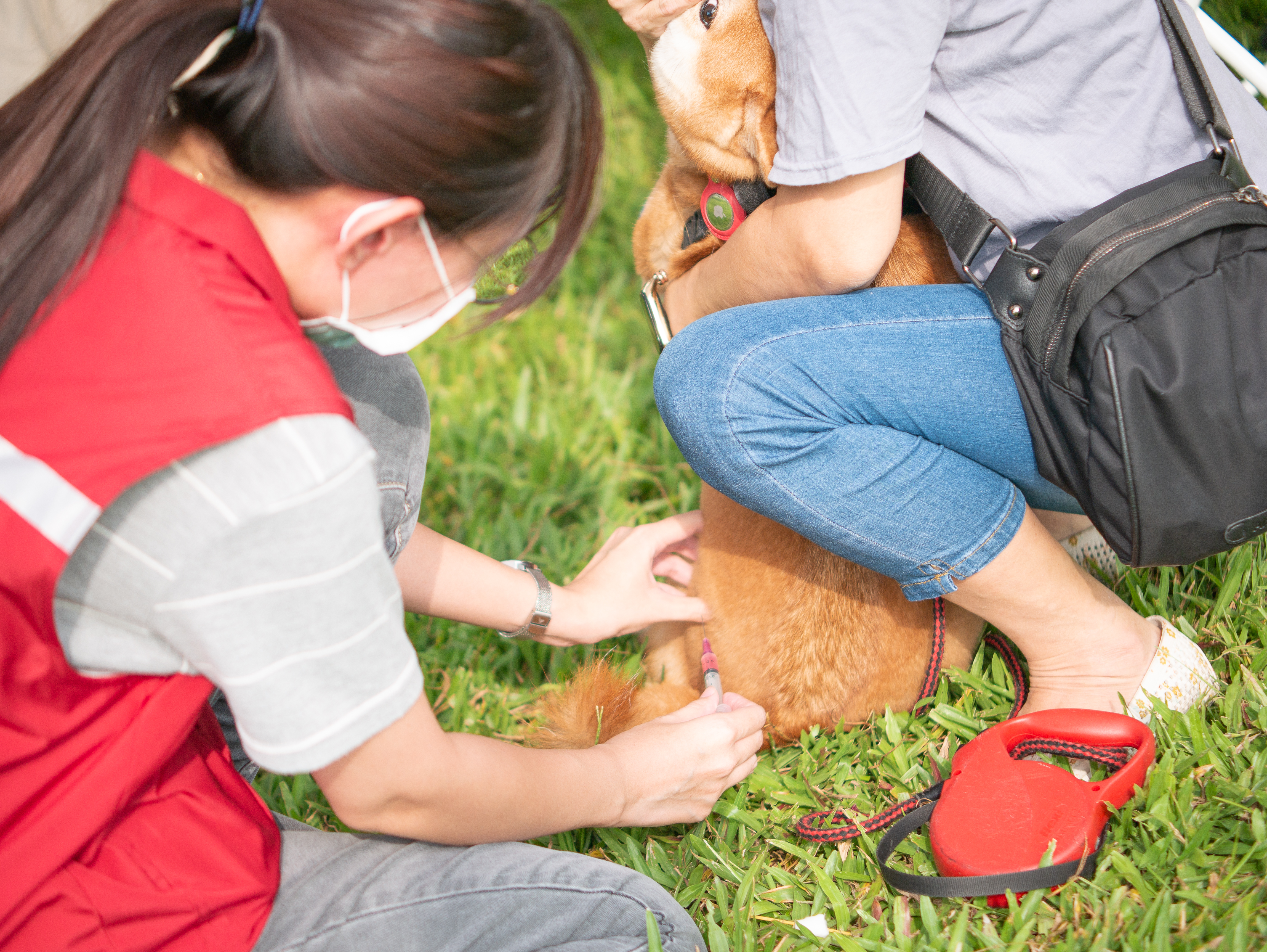 9月16、17日新北大都會公園舉辦的Pretty狗Walk活動，獸醫師幫犬隻施打狂犬病疫苗
