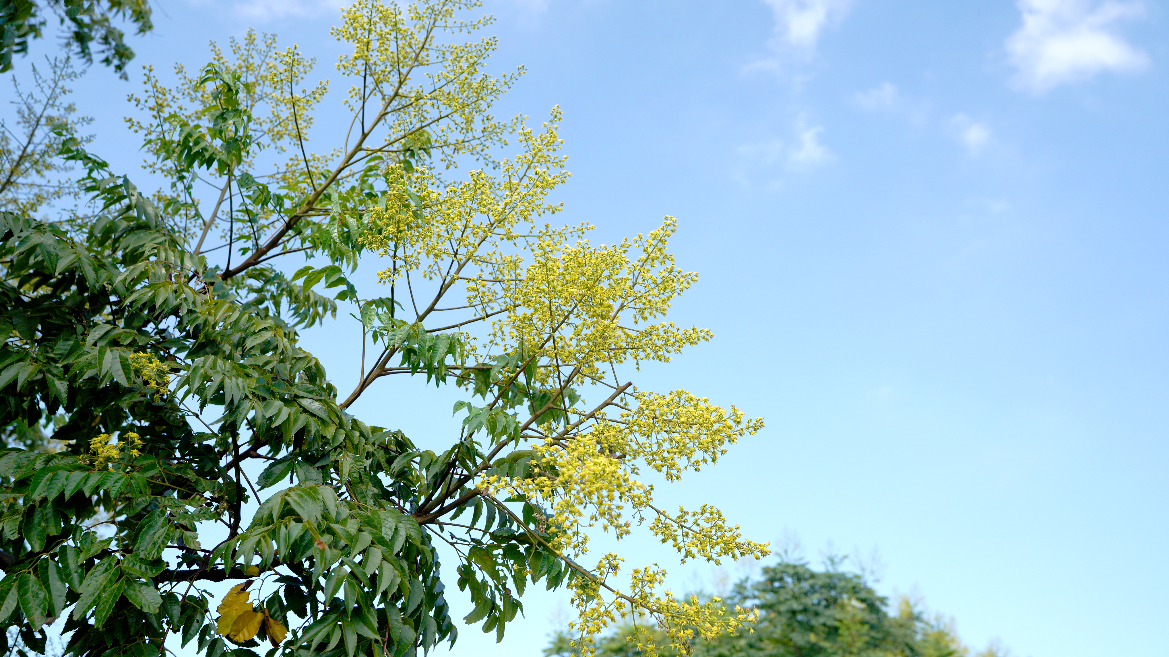 臺灣欒樹金黃色的花朵與藍天白雲相互輝映