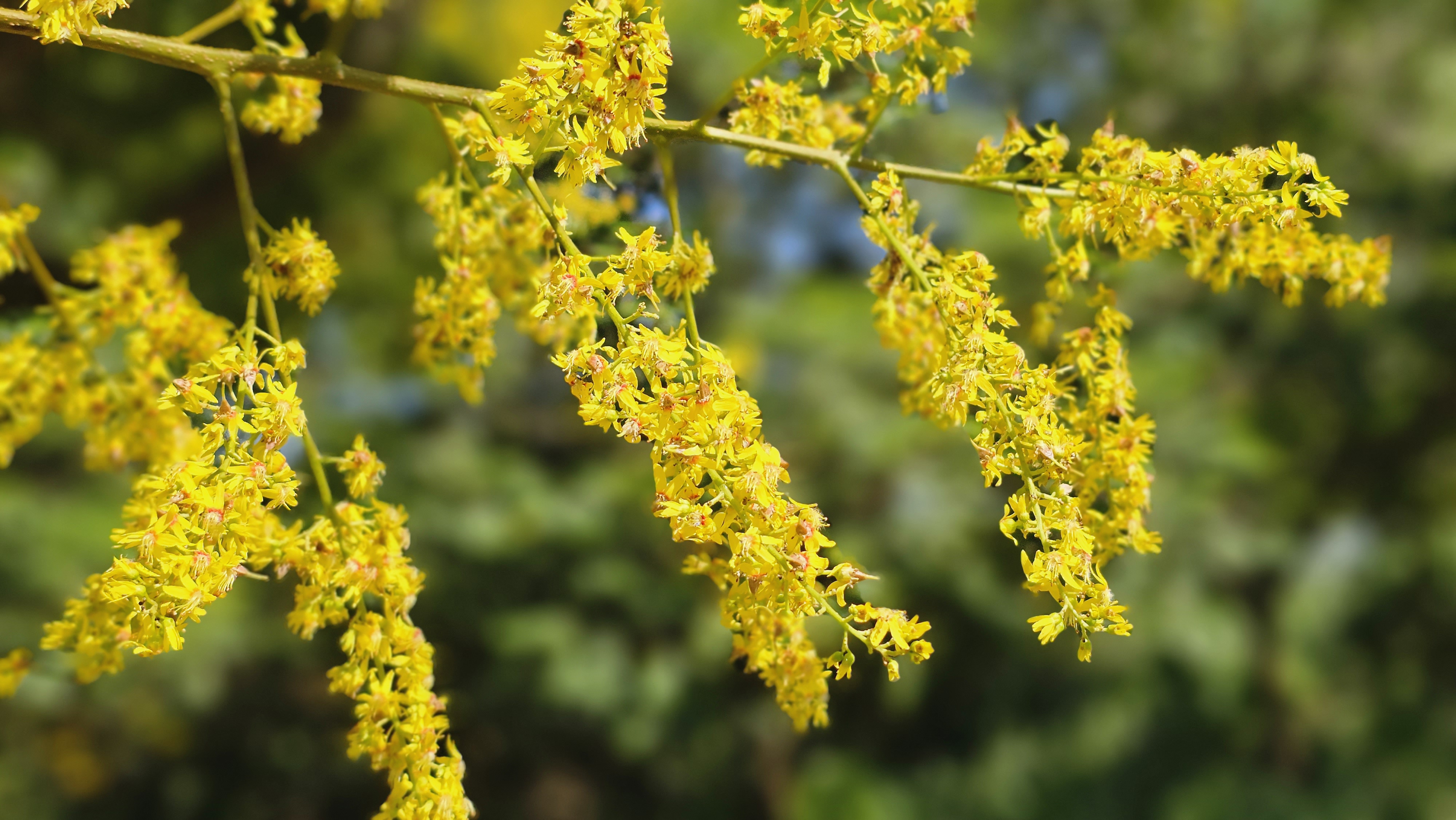 金黃色閃閃耀人的花朵高掛枝枒