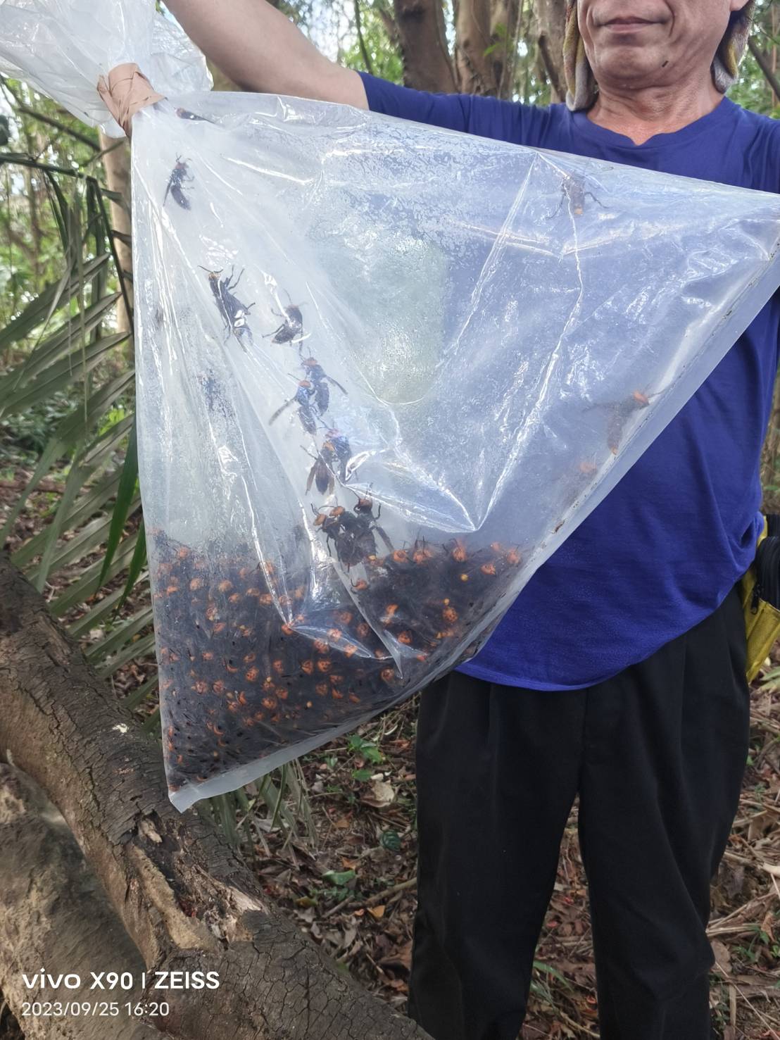 9月25日瑞芳四腳亭蜂窩案通報，於當日摘除中華大虎頭蜂蜂巢