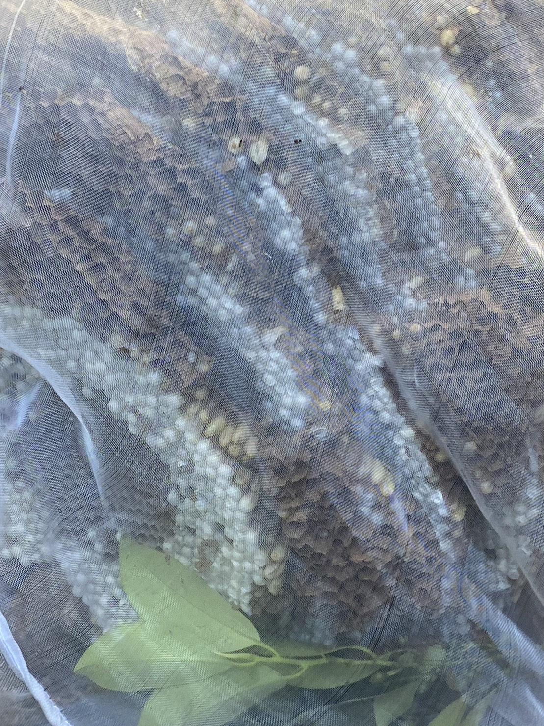 10月1日石門青山瀑布蜂窩案通報，於10月2日摘除黑尾虎頭蜂蜂巢