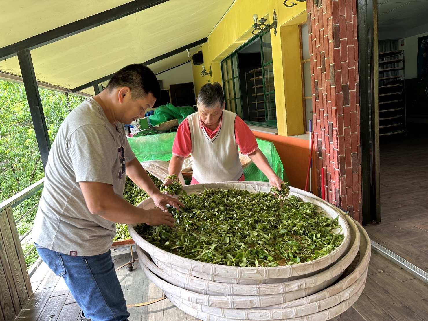蔡旭志經營有機茶園有成，其農場設立智慧農業系統