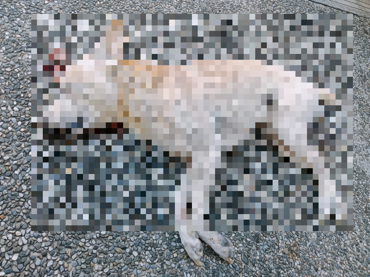 流浪犬當場死亡(非本案)