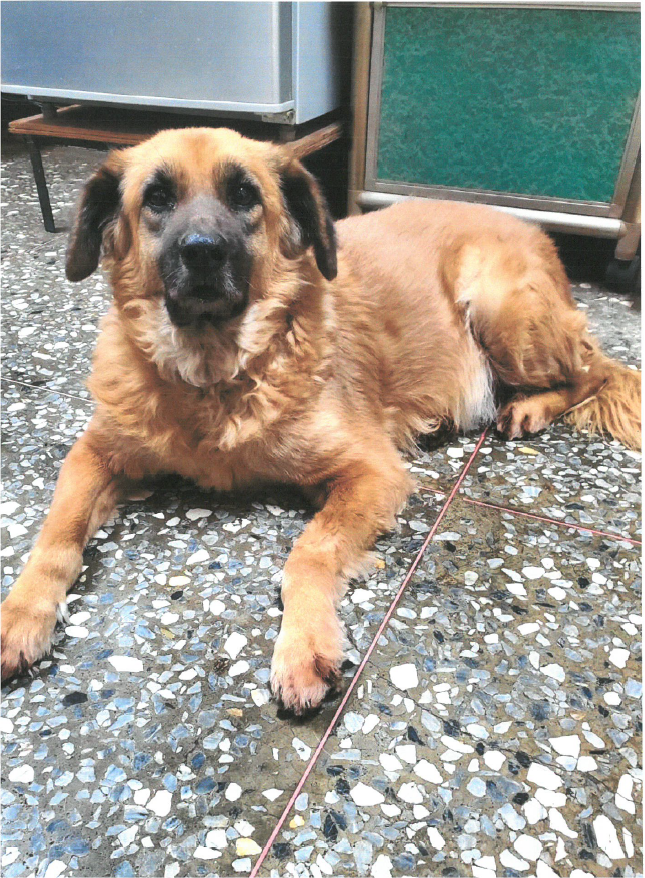 飼主犬隻居家照