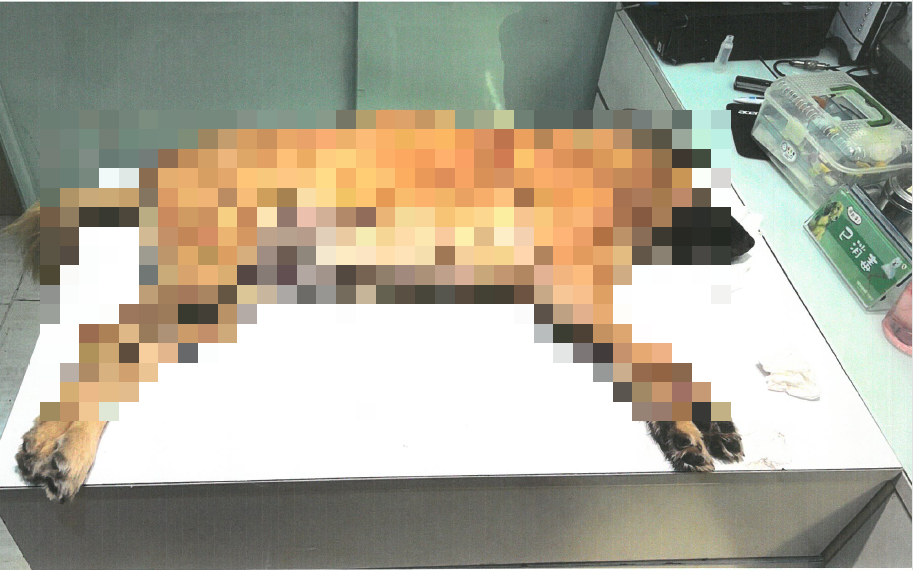飼主犬隻送醫後不治