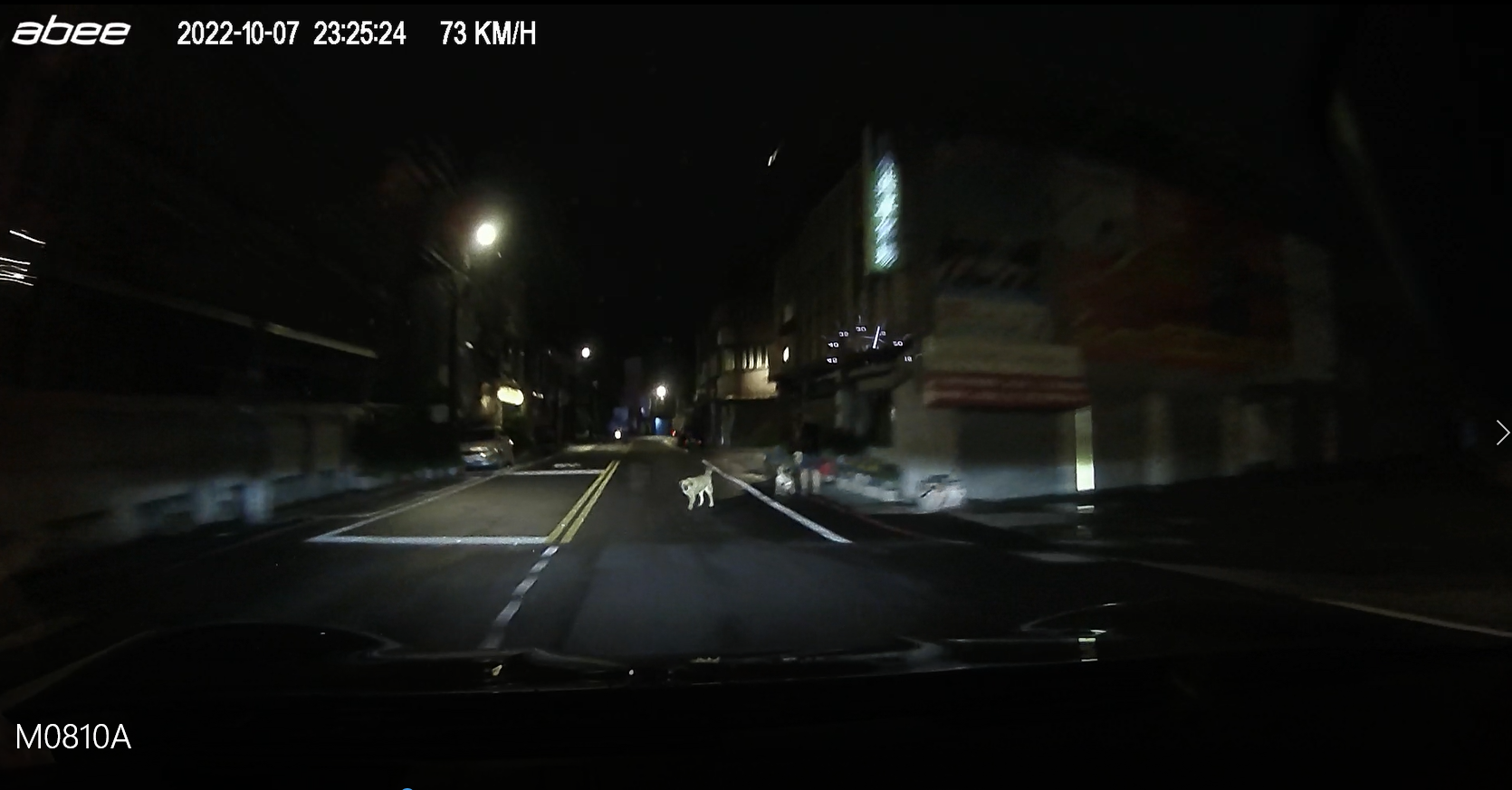 行車紀錄器拍到民眾家犬在馬路中央